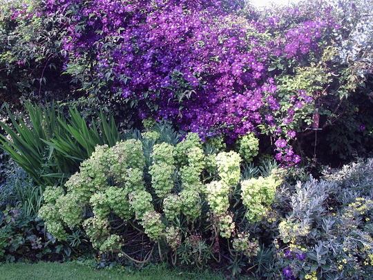 clematis at the cottage