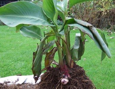 how to save canna before spring