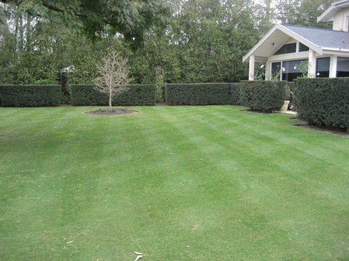 herbicide for lawn 