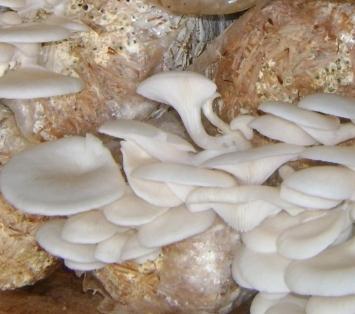 how to grow mushrooms in the home