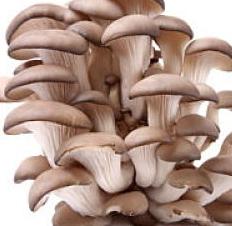 how to grow mushrooms at home