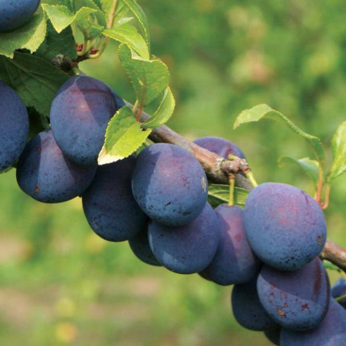 plums from the bones to grow at home 