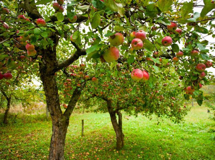 how to plant an apple from a seed