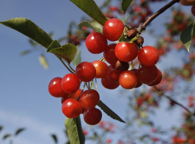 What is the best cherry for Moscow region? Grades suitable for the middle zone of Russia