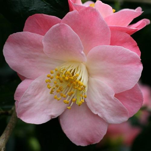 Camellia Japanese - flowering beauty