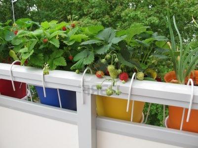 strawberry on the balcony