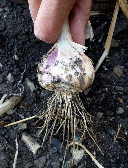 When to plant garlic in the suburbs - choose the best time