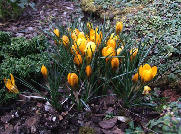 When to plant crocuses - in autumn or spring?