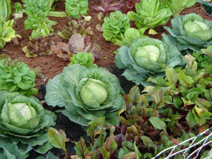 When to harvest cabbage for the winter