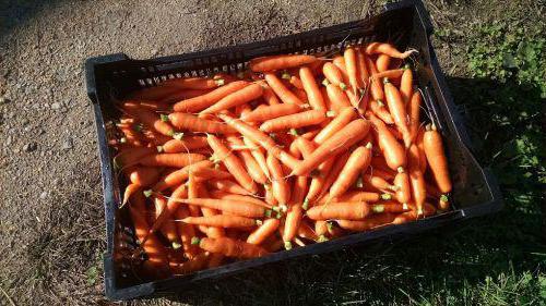 when pickle beets and carrots from the garden