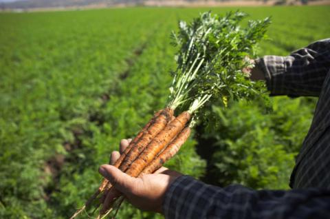 when to harvest carrots for the winter from the garden