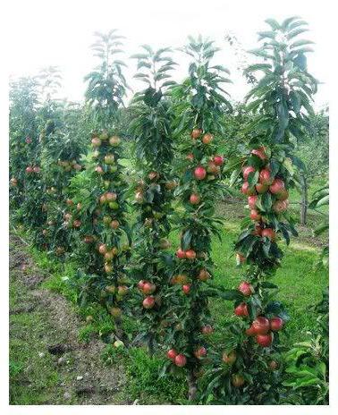 Colon-shaped apple-trees: pruning and care, photo