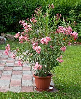 Room oleander grows to the ceiling