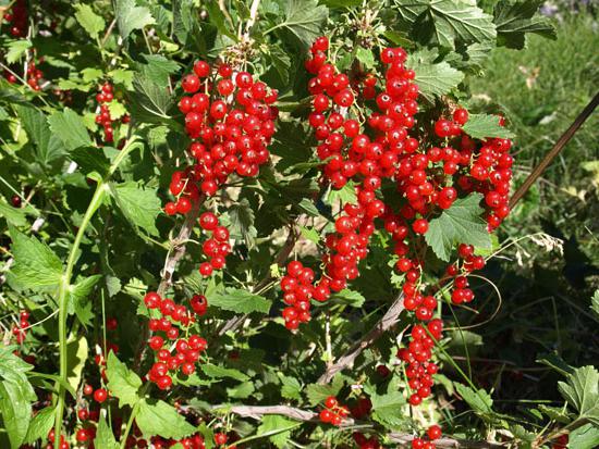 Red currant sugar