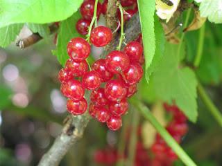 redcurrant sugar