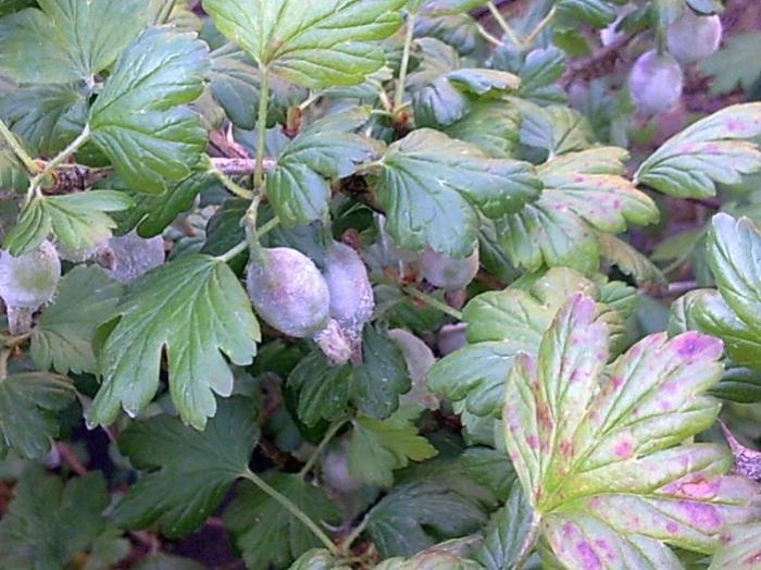 Gooseberries: diseases and their treatment, disease prevention