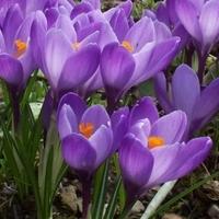 crocus planting in autumn