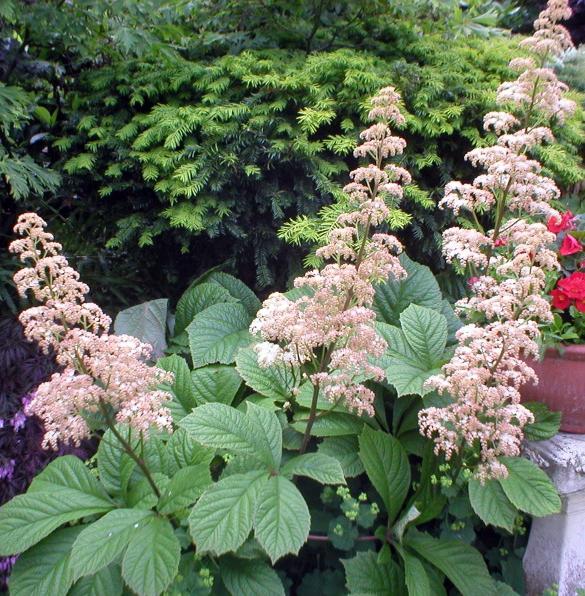 Large-leaved rodgersia: planting and care