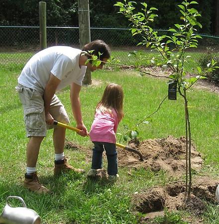 Cultural plum. Planting in autumn: technology and method validity