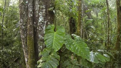 philodendron photo care