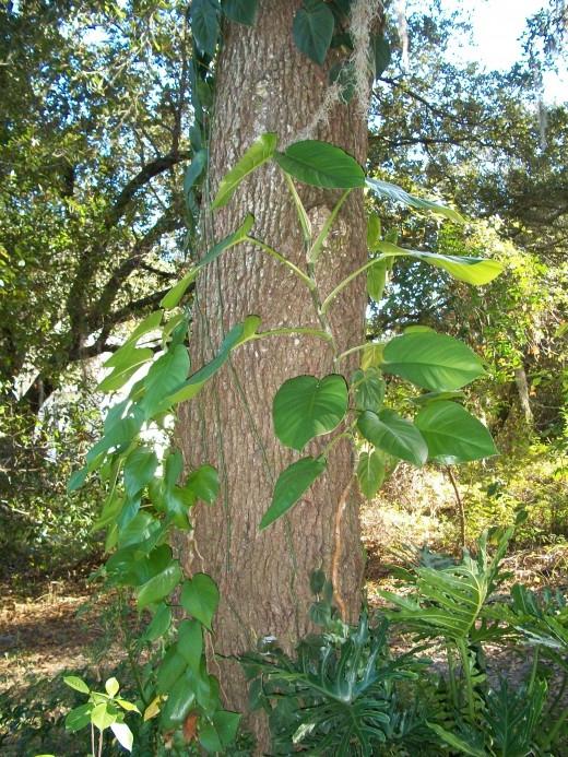 house flowers philodendron