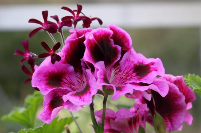 royal pelargonium at home