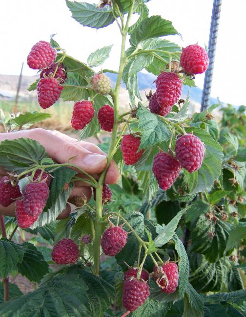 Raspberry Cap of Monomakh: a description of the variety, features, planting, care