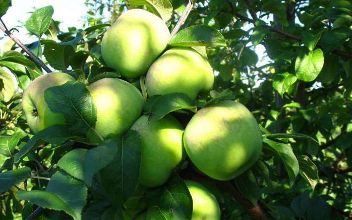 March apple tree: description, yield, reviews