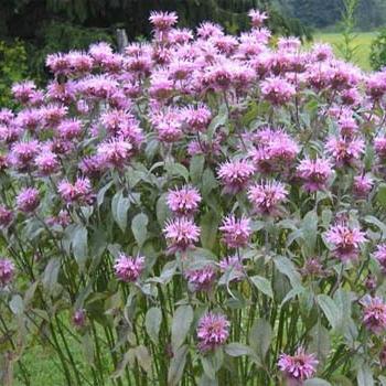 Monarda - growing a plant