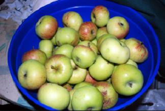 Moscow pears. Apple tree for each cottage