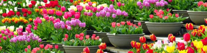 Is it possible to plant tulips in the spring