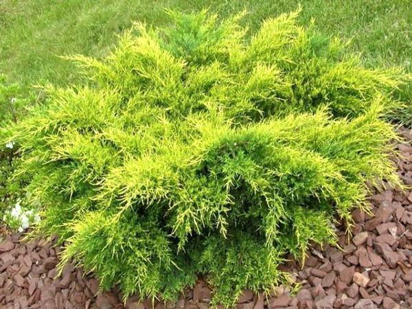 juniper Gold Star planting and care