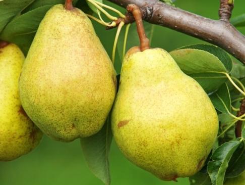 Trimming pears in autumn as a way to increase the yield of wood