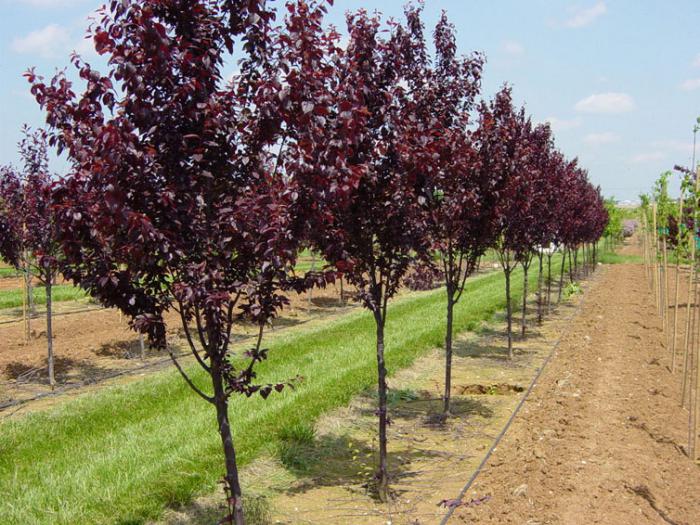  pruning the plums in the spring photo 