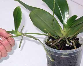 Orchids from Vietnam: features of care. How to Plant an Orchid