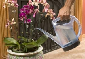 Orchid: how to water the flower correctly