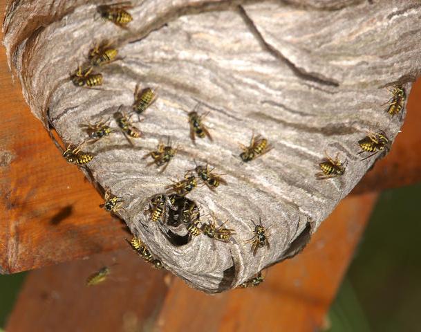 aspen nests