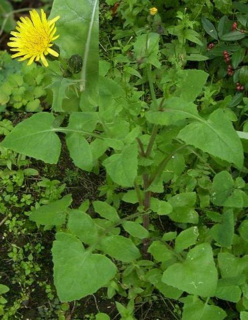 Oot garden - bothersome weed