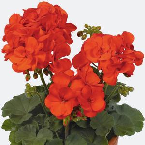 pelargonium reproduction