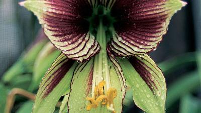 Hippeastrum does not flower