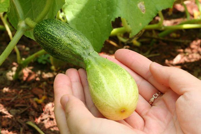 why cucumbers grow curves in the open ground what to do