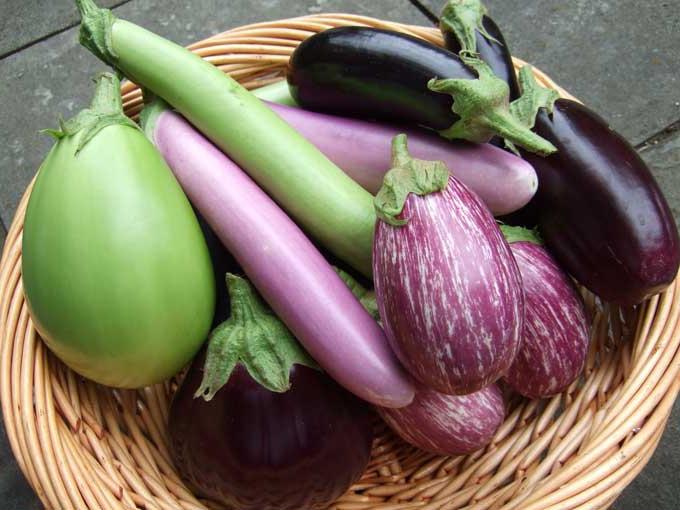 Why does eggplant turn yellow, and what should I do in such a situation?