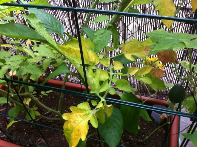 Why do the leaves of tomato seedlings turn yellow?