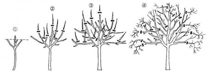 pear cropping scheme in spring