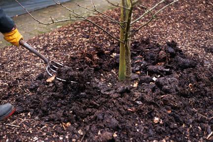 Planting of fruit trees in the suburban area