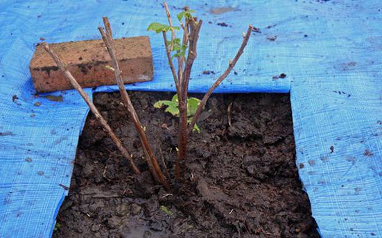 planting time for red currant