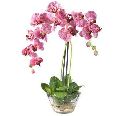 orchid care after purchase