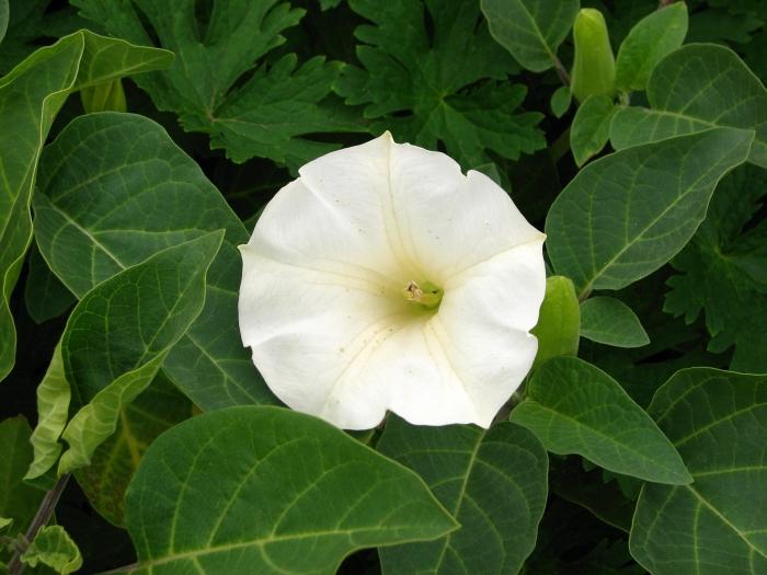 flowers datura photo