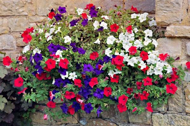 Prischipa petunia - an important agrotechnical technique, increasing decorative bush