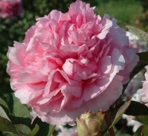 why the peonies ceased to flower